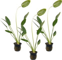 Quinn's Fins Echinodorus Green Ozelot Sword Potted Live Submerged Aquatic Plant, Green, Medium, 3 count
