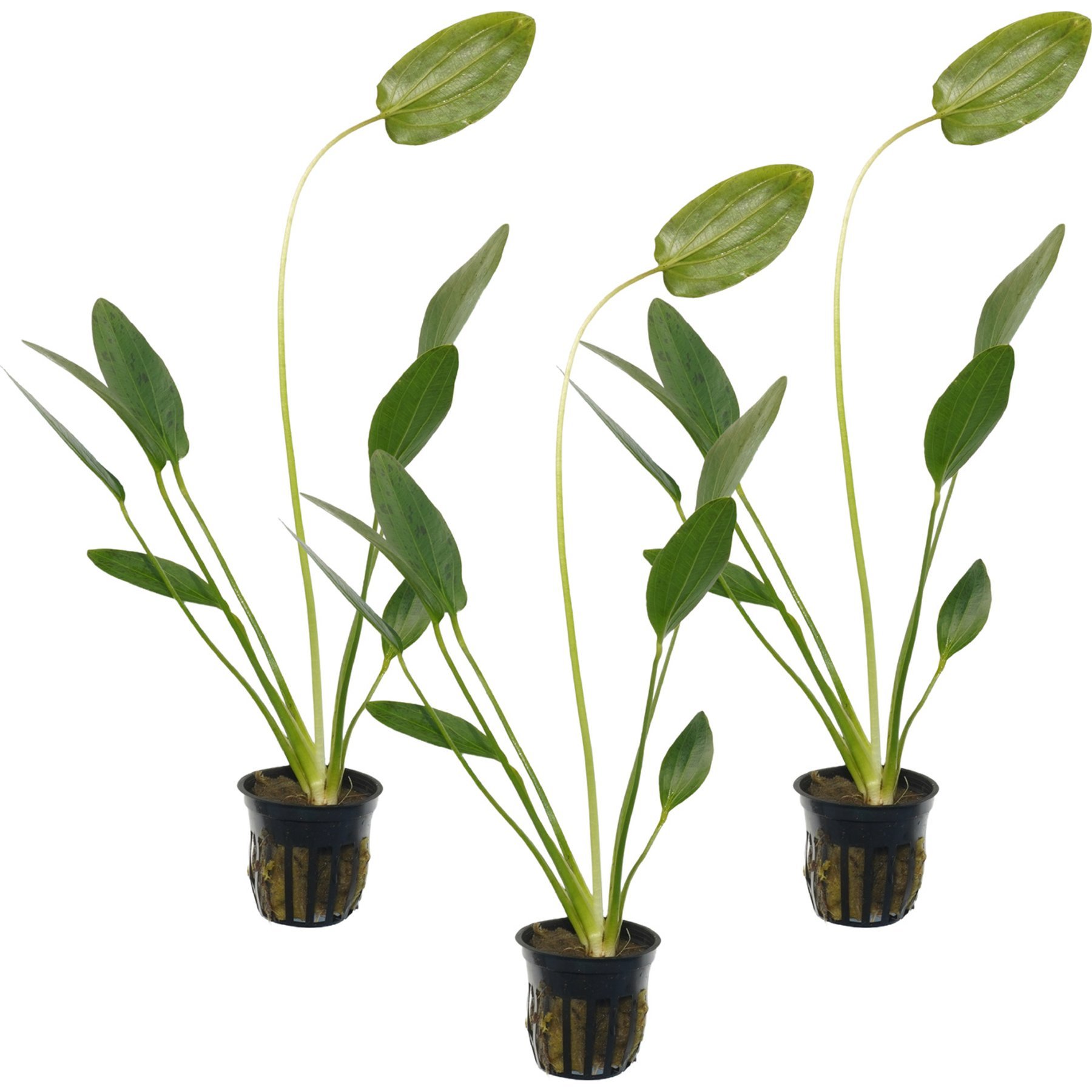 Quinn's Fins Echinodorus Green Ozelot Sword Potted Live Submerged Aquatic Plant, Green, Medium, 3 count