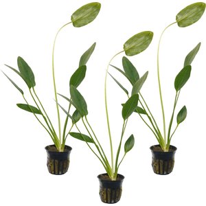 Quinn's Fins Echinodorus Green Ozelot Sword Potted Live Submerged Aquatic Plant, Green, Medium, 3 count