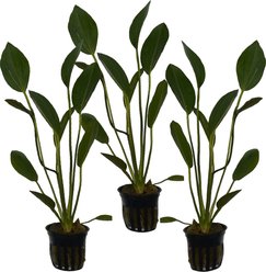 Quinn's Fins Echinodorus Kleiner Prinz Sword Potted Live Submerged Aquatic Plant, Green, Medium, 3 count