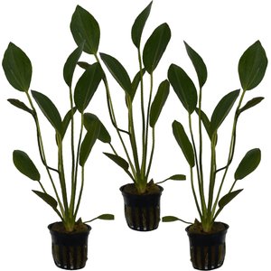 Quinn's Fins Echinodorus Kleiner Prinz Sword Potted Live Submerged Aquatic Plant, Green, Medium, 3 count