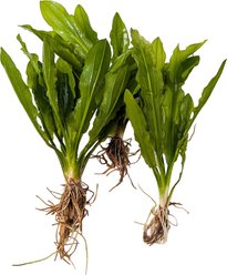 Quinn's Fins Echinodorus Martii Ruffle Sword Bare Root Live Submerged Aquatic Plant, Green, Medium, 3 count