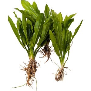 Quinn's Fins Echinodorus Martii Ruffle Sword Bare Root Live Submerged Aquatic Plant, Green, Medium, 3 count