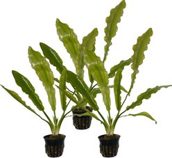 Quinn's Fins Echinodorus Martii Ruffle Sword Potted Live Submerged Aquatic Plant, Green, Medium, 3 count