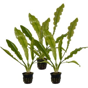 Quinn's Fins Echinodorus Martii Ruffle Sword Potted Live Submerged Aquatic Plant, Green, Medium, 3 count