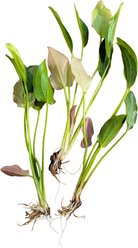 Quinn's Fins Echinodorus Oriental Sword Bare Root Live Submerged Aquatic Plant, Green, Medium, 3 count
