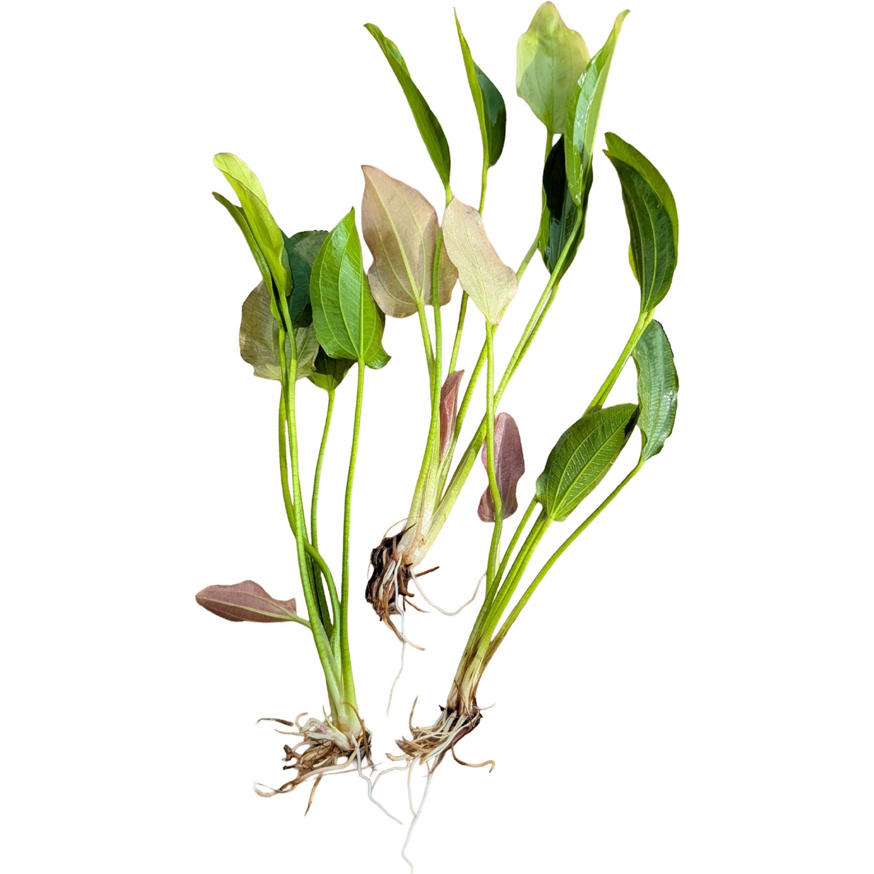 Quinn's Fins Echinodorus Oriental Sword Bare Root Live Submerged Aquatic Plant, Green, Medium, 3 count
