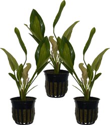 Quinn's Fins Echinodorus Oriental Sword Potted Live Submerged Aquatic Plant, Green, Medium, 3 count