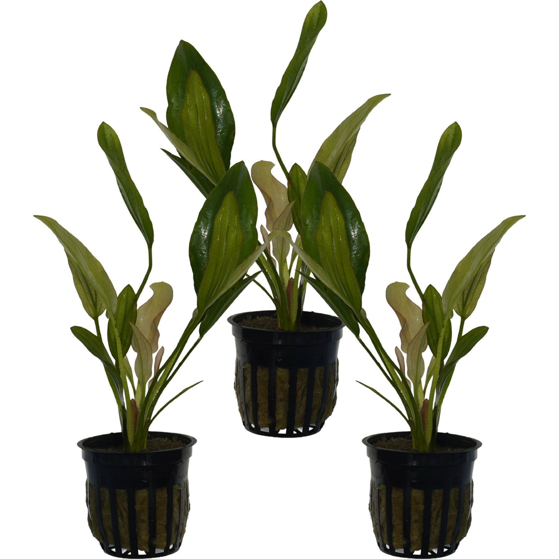 Quinn's Fins Echinodorus Oriental Sword Potted Live Submerged Aquatic Plant, Green, Medium, 3 count