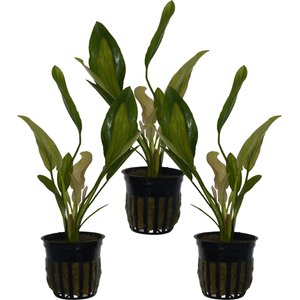 Quinn's Fins Echinodorus Oriental Sword Potted Live Submerged Aquatic Plant, Green, Medium, 3 count