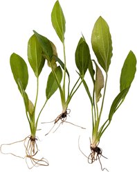 Quinn's Fins Echinodorus Osiris Golden Melon Sword Bare Root Live Submerged Aquatic Plant, Green, Medium, 3 count