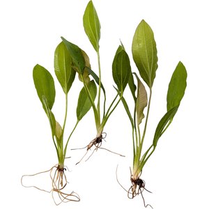 Quinn's Fins Echinodorus Osiris Golden Melon Sword Bare Root Live Submerged Aquatic Plant, Green, Medium, 3 count