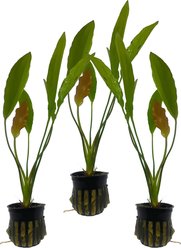 Quinn's Fins Echinodorus Osiris Golden Melon Sword Potted Live Submerged Aquatic Plant, Green, Medium, 3 count