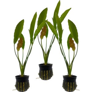 Quinn's Fins Echinodorus Osiris Golden Melon Sword Potted Live Submerged Aquatic Plant, Green, Medium, 3 count