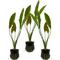Show in main carousel: Quinn's Fins Echinodorus Osiris Golden Melon Sword Potted Live Submerged Aquatic Plant, Green, Medium, 3 count slide 1 of 1