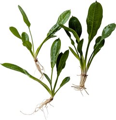 Quinn's Fins Echinodorus Parviflorus Tropica Rosette Sword Bare Root Live Submerged Aquatic Plant, Green, Medium, 3 count