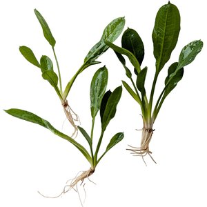 Quinn's Fins Echinodorus Parviflorus Tropica Rosette Sword Bare Root Live Submerged Aquatic Plant, Green, Medium, 3 count