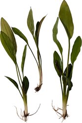 Quinn's Fins Echinodorus Pink Miracle Sword Live Submerged Aquatic Plant, Green, Medium, 3 count