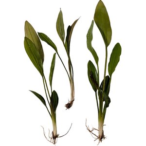Quinn's Fins Echinodorus Pink Miracle Sword Live Submerged Aquatic Plant, Green, Medium, 3 count