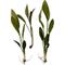 Show in main carousel: Quinn's Fins Echinodorus Pink Miracle Sword Live Submerged Aquatic Plant, Green, Medium, 3 count slide 1 of 1