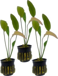 Quinn's Fins Echinodorus Pink Miracle Sword Potted Live Submerged Aquatic Plant, Green, Medium, 3 count