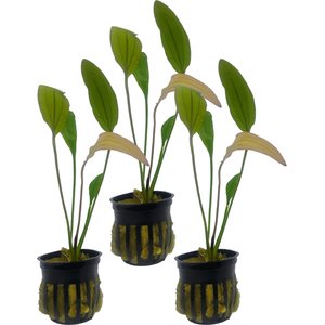 Quinn's Fins Echinodorus Pink Miracle Sword Potted Live Submerged Aquatic Plant, Green, Medium, 3 count