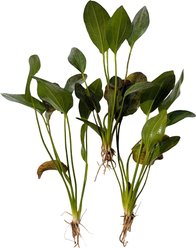 Quinn's Fins Echinodorus Red Flame Sword Bare Root Live Submerged Aquatic Plant, Green, Medium, 3 count