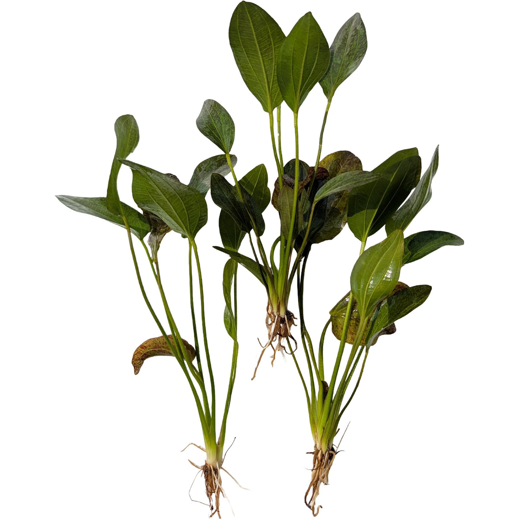 Quinn's Fins Echinodorus Red Flame Sword Bare Root Live Submerged Aquatic Plant, Green, Medium, 3 count