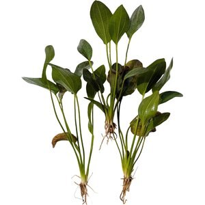 Quinn's Fins Echinodorus Red Flame Sword Bare Root Live Submerged Aquatic Plant, Green, Medium, 3 count