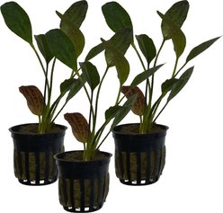 Quinn's Fins Echinodorus Red Flame Sword Potted Live Submerged Aquatic Plant, Green, Medium, 3 count