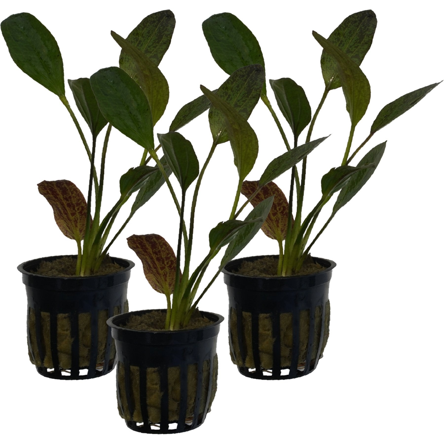 Quinn's Fins Echinodorus Red Flame Sword Potted Live Submerged Aquatic Plant, Green, Medium, 3 count