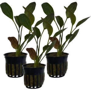 Quinn's Fins Echinodorus Red Flame Sword Potted Live Submerged Aquatic Plant, Green, Medium, 3 count