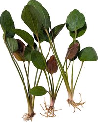 Quinn's Fins Echinodorus St Elmo's Fire Sword Bare Root Live Submerged Aquatic Plant, Green, Medium, 3 count