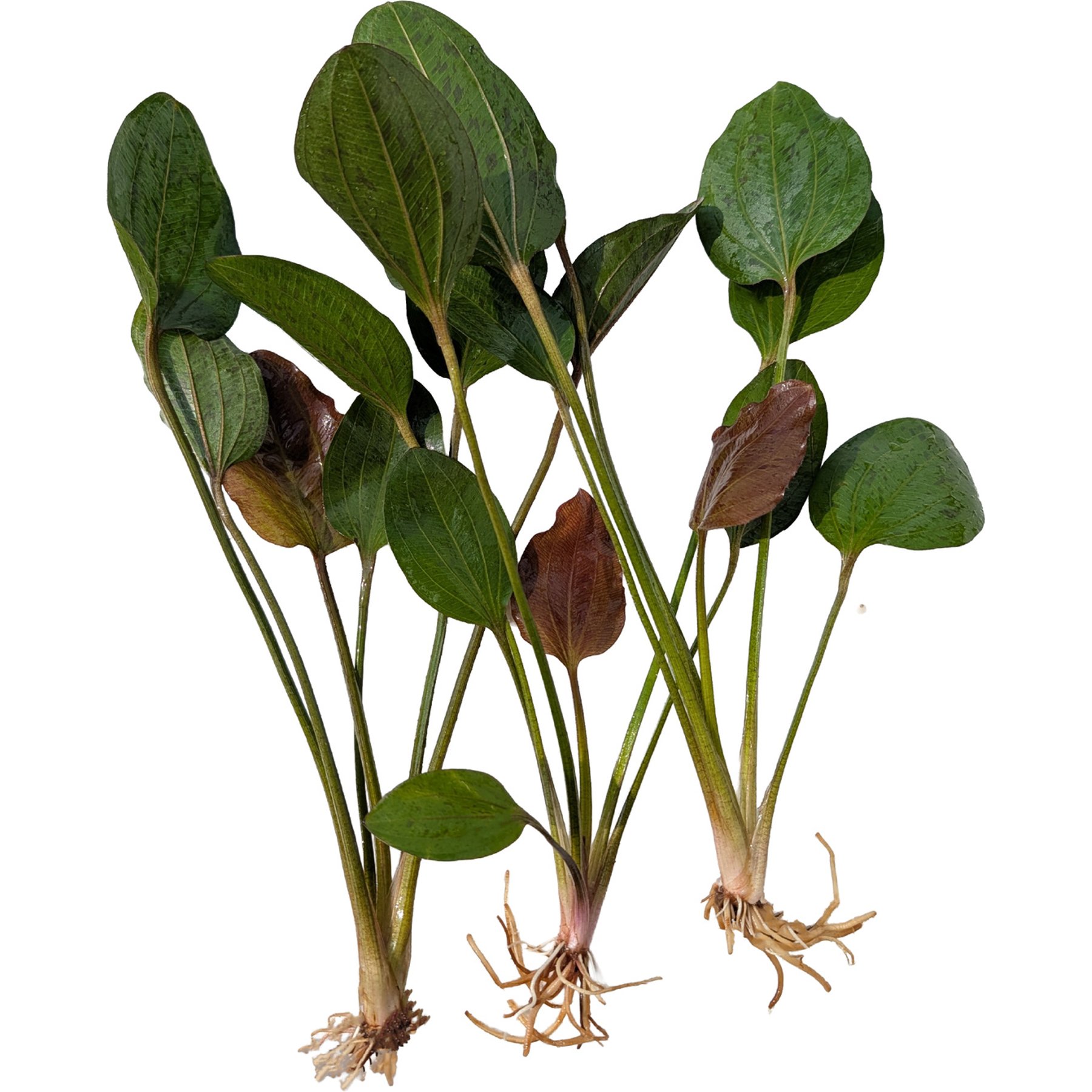 Quinn's Fins Echinodorus St Elmo's Fire Sword Bare Root Live Submerged Aquatic Plant, Green, Medium, 3 count