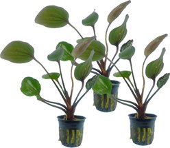 Quinn's Fins Echinodorus St Elmo's Fire Sword Potted Live Submerged Aquatic Plant, Green, Medium, 3 count
