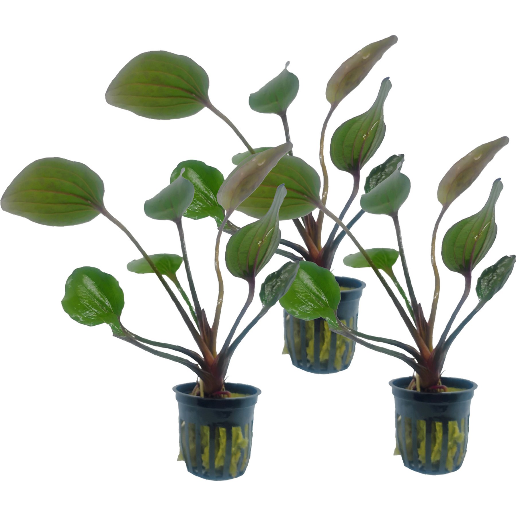 Quinn's Fins Echinodorus St Elmo's Fire Sword Potted Live Submerged Aquatic Plant, Green, Medium, 3 count