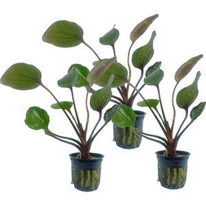 Quinn's Fins Echinodorus St Elmo's Fire Sword Potted Live Submerged Aquatic Plant, Green, Medium, 3 count