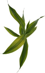 Quinn's Fins Gold Variegated Lucky Bamboo Pesticide Free Live Aquaponic Plant, Gold, Medium, 6 count slide 2 of 5
