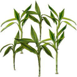 Quinn's Fins Gold Variegated Lucky Bamboo Pesticide Free Live Aquaponic Plant, Gold, Medium, 6 count