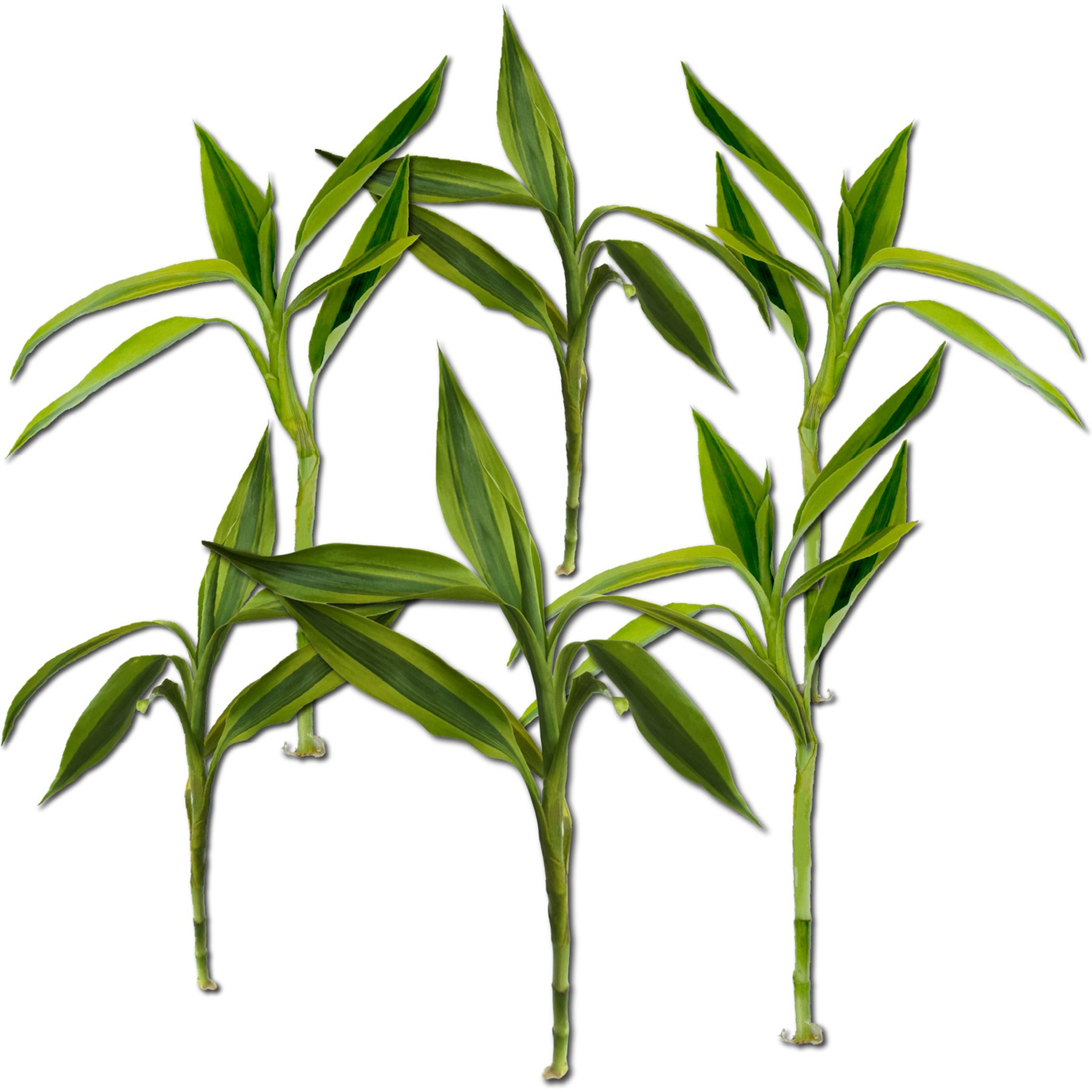 Quinn's Fins Gold Variegated Lucky Bamboo Pesticide Free Live Aquaponic Plant, Gold, Medium, 6 count