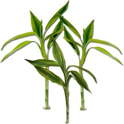 Quinn's Fins Gold Variegated Lucky Bamboo Pesticide Free Live Aquaponic Plant, Green, Medium, 3 count