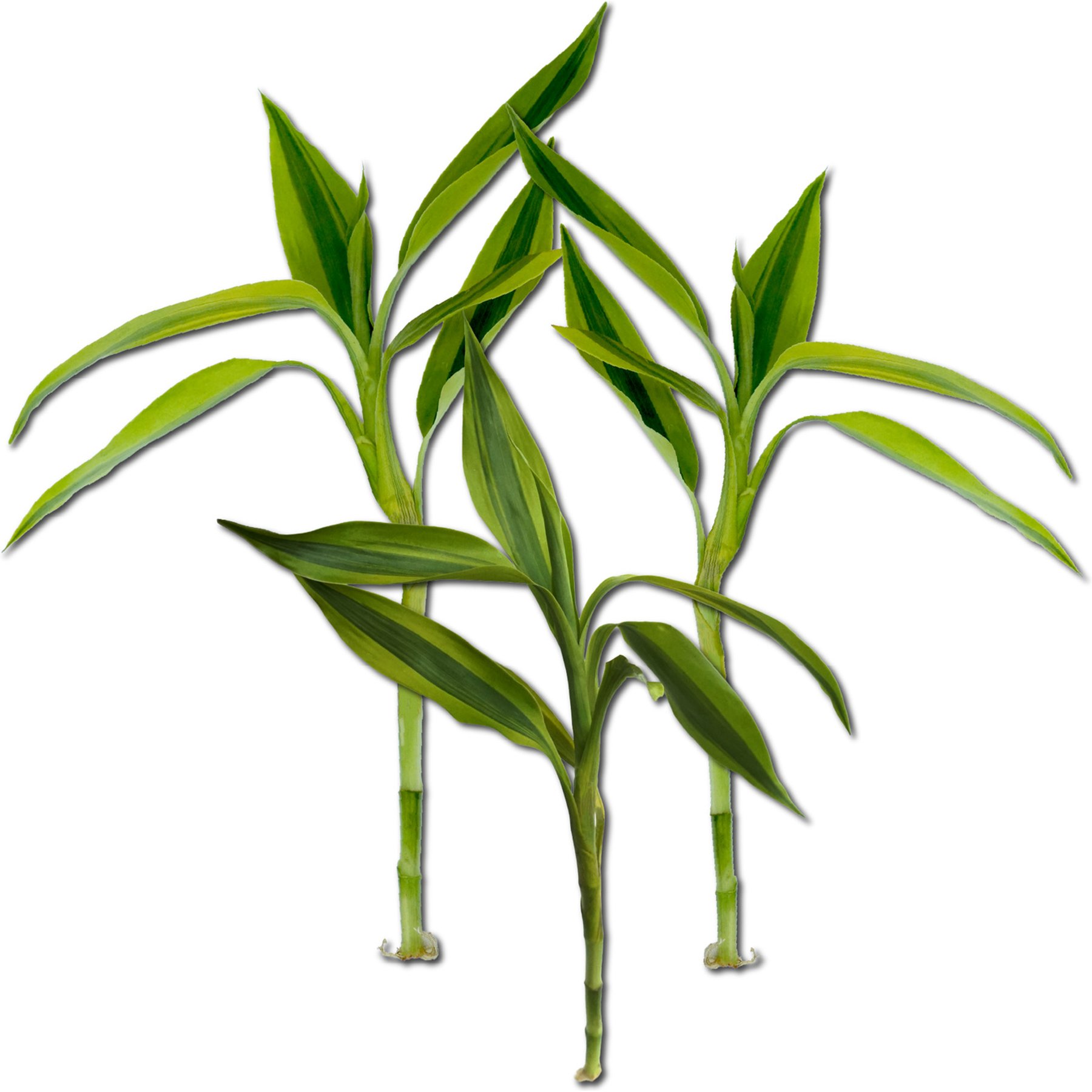 Quinn's Fins Gold Variegated Lucky Bamboo Pesticide Free Live Aquaponic Plant, Green, Medium, 3 count
