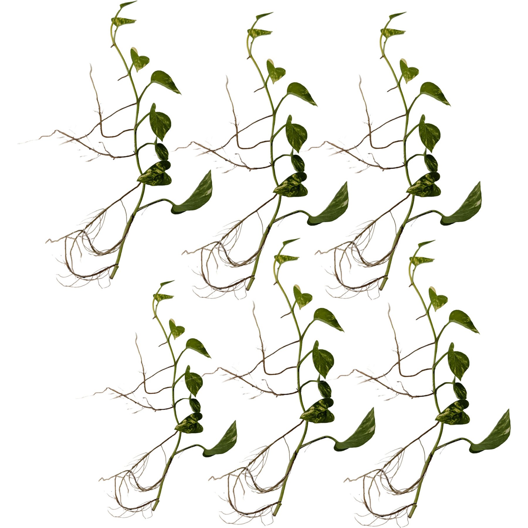 Quinn's Fins Golden Pothos Pesticide Free Live Aquaponic Plant, Gold, Medium, 6 count