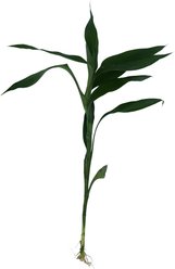 Quinn's Fins Green Lucky Bamboo Pesticide Free Live Aquaponic Plant, Green, Medium, 3 count slide 2 of 4