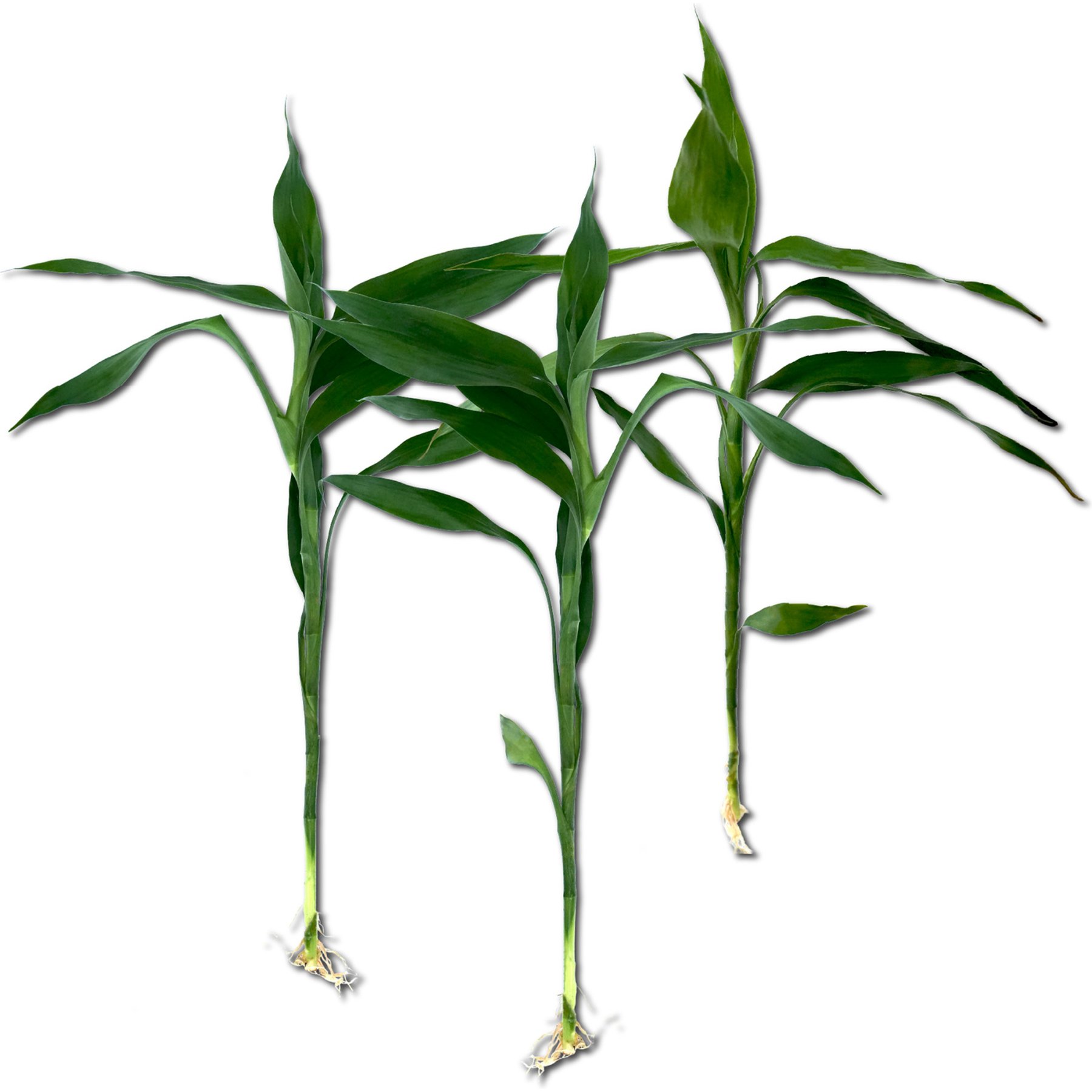 Quinn's Fins Green Lucky Bamboo Pesticide Free Live Aquaponic Plant, Green, Medium, 3 count