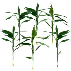 Quinn's Fins Green Lucky Bamboo Pesticide Free Live Aquaponic Plant, Green, Medium, 6 count slide 1 of 4