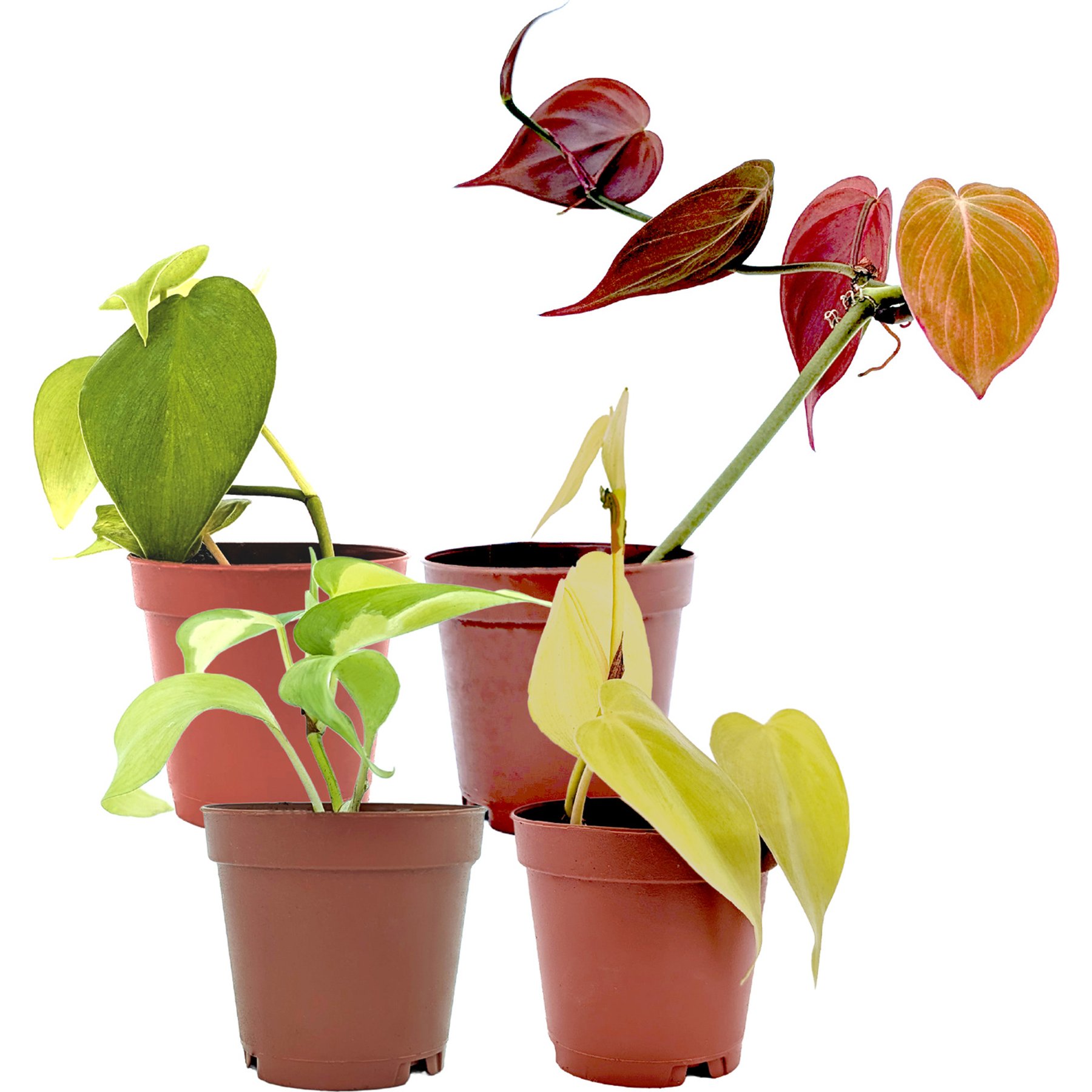 Quinn's Fins Heartleaf Philodendron Green, Lemon Lime, Brasil & Micans Variety Pack 2-in Pot Pesticide Free Live Terrarium Plants, Multicolor, 4 count