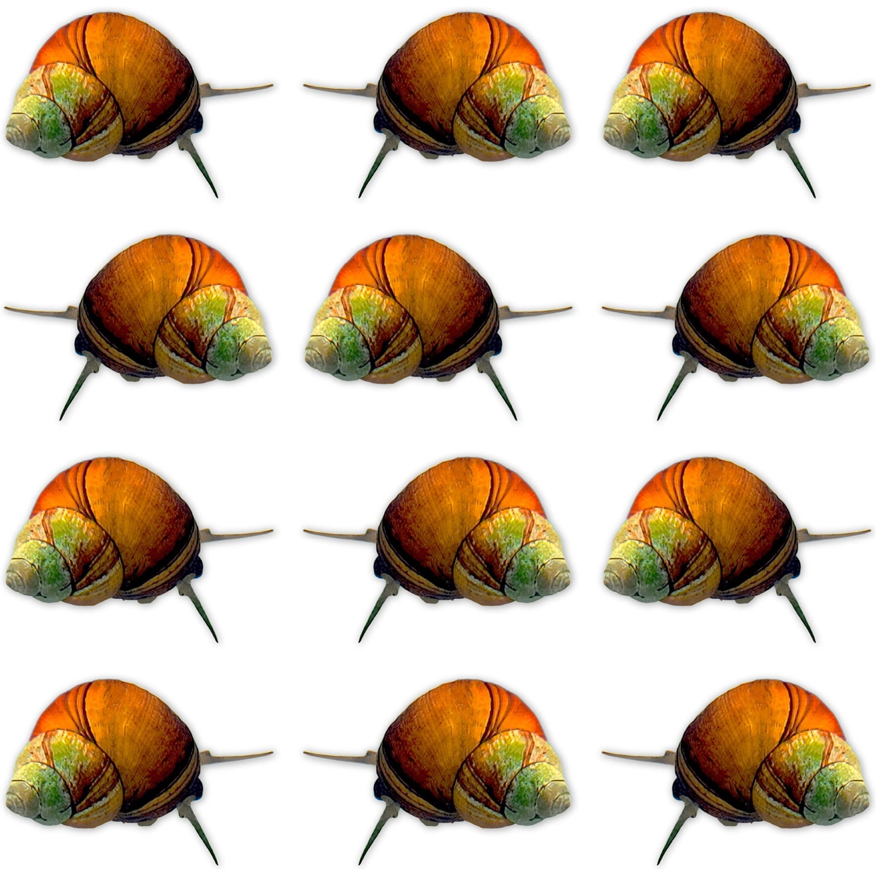 Quinn's Fins Japanese Trapdoor Snail Cipangopaludina Japonica Live Aquarium Ornamental Invertebrate, Medium, Green, 12 count
