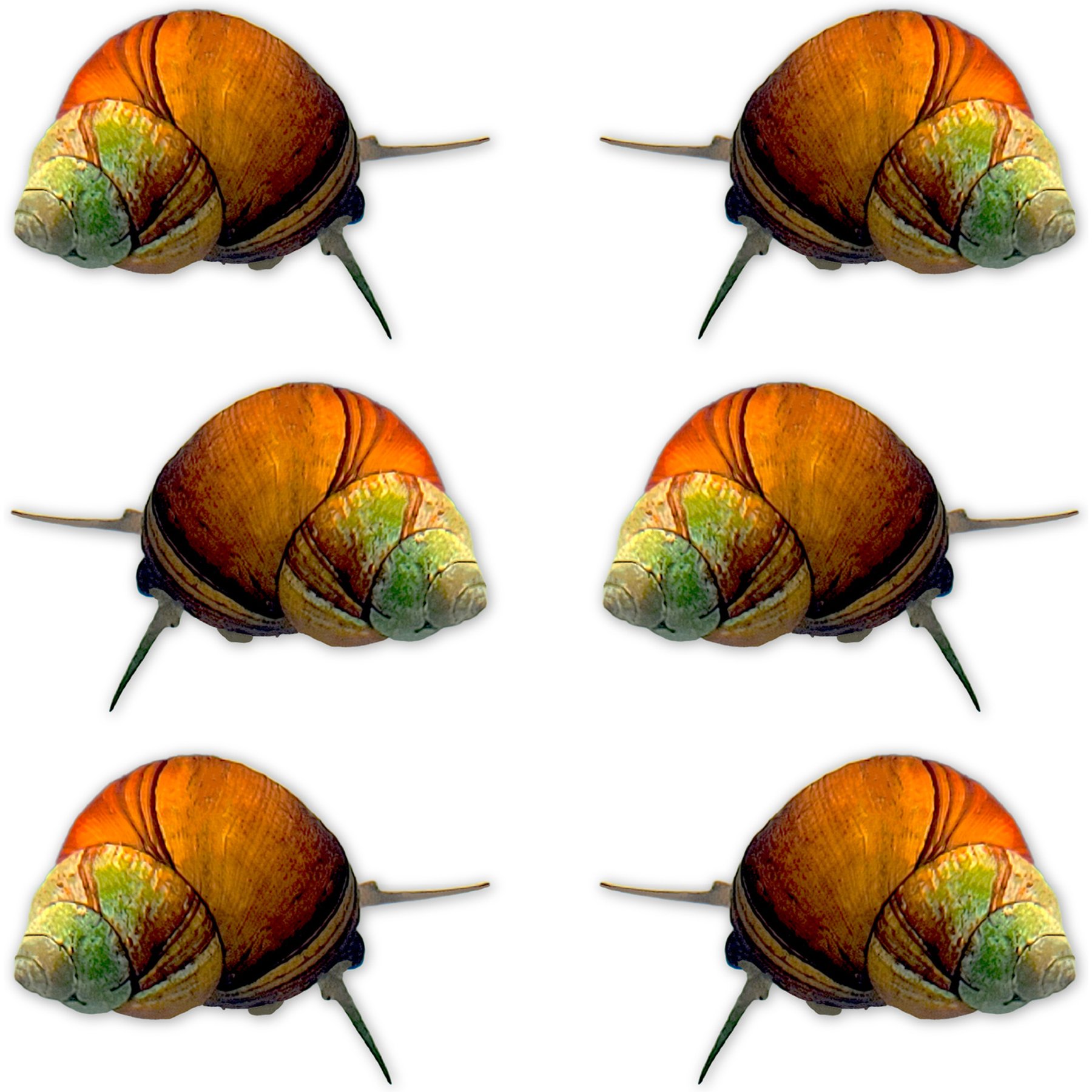 Quinn's Fins Japanese Trapdoor Snail Cipangopaludina Japonica Live Aquarium Ornamental Invertebrate, Medium, Green, 6 count