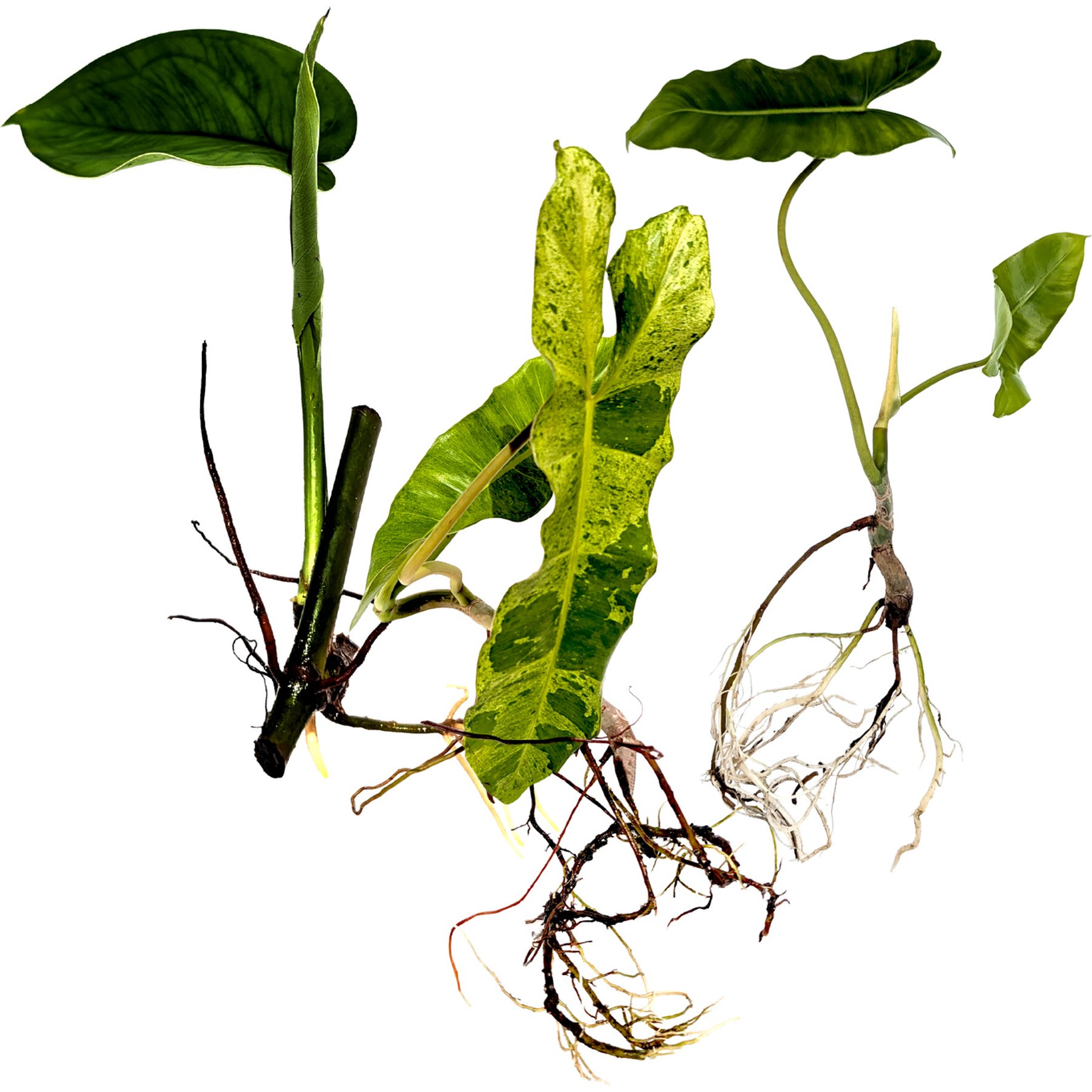 Quinn's Fins Live Syngonium chiapense, Philodendrons Burle Marx & Paraiso Verde Tropical Aquaponic Plants, Medium, 3 count